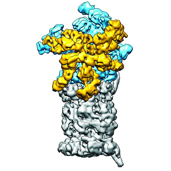 Clearer Picture Of A Proteasome