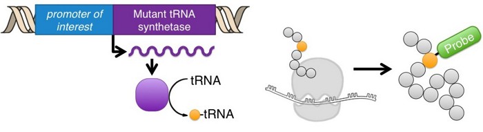 A Genetic On-Off Switch Enables Study Of Newly Minted Proteins
