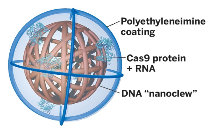 DNA ‘Yarn Balls’ Deliver Biomolecules