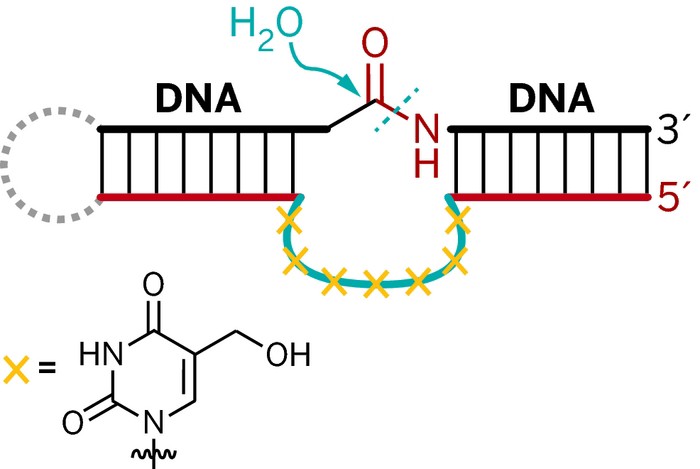 DNA Enzymes Snip Amide Bonds
