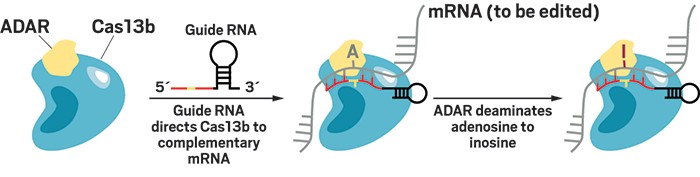 CRISPR can now edit RNA