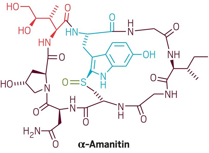 Death-cap mushroom toxin synthesized