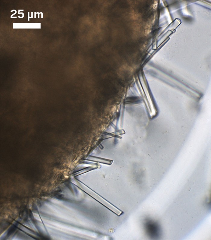 Cryoelectron microscopy reveals how protein crystals grow