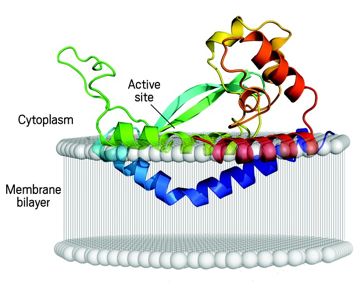 Enzyme catalyzes crossmembrane reaction