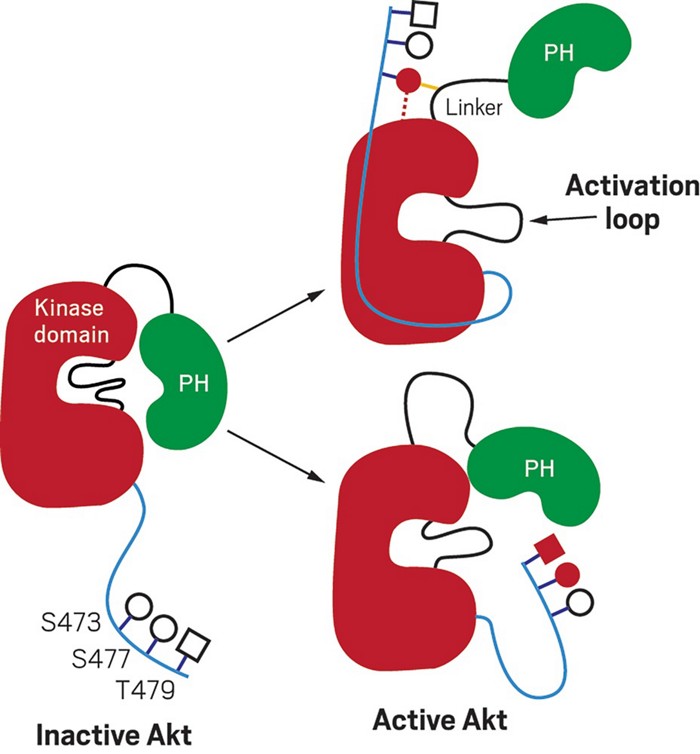 Phosphorylation at different sites of cancerrelated enzyme leads to
