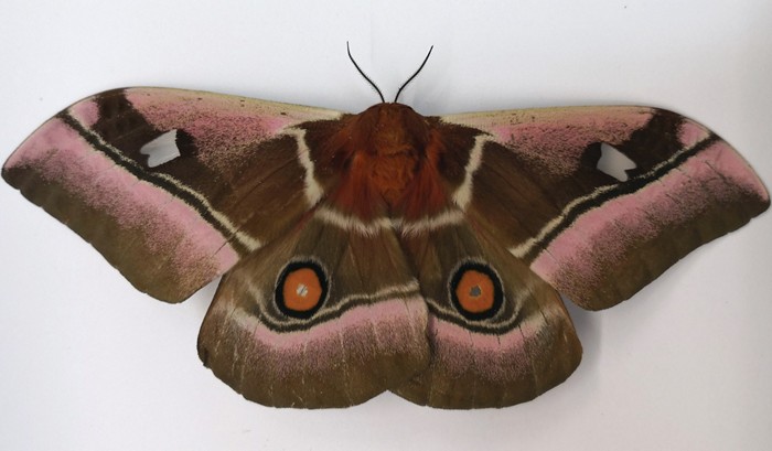 nanostructured scales give moths a stealth coating13