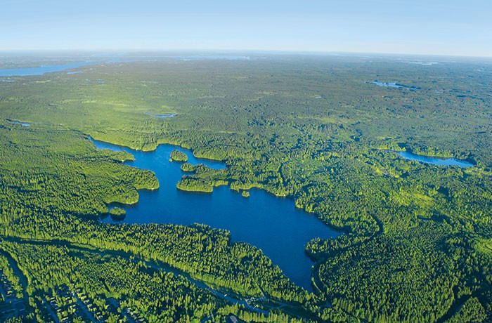 Looking for Finland's future in its forests