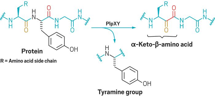 Bacterial Enzyme Turns α -amino Acids Into β -amino Acids