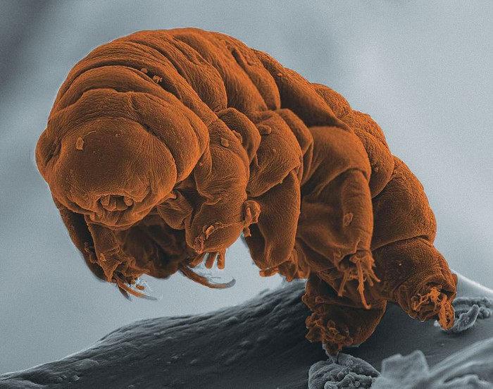 How Do Tardigrades Survive In Space
