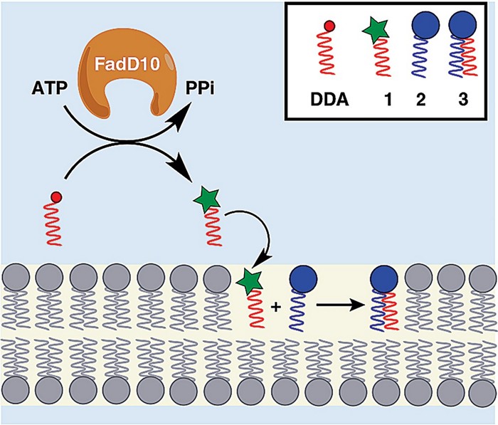 Simplified route to phospholipid membranes