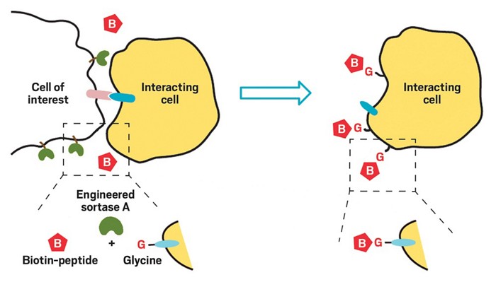 Labeled Protein Synthesis Overview Diagram - Diagram Media