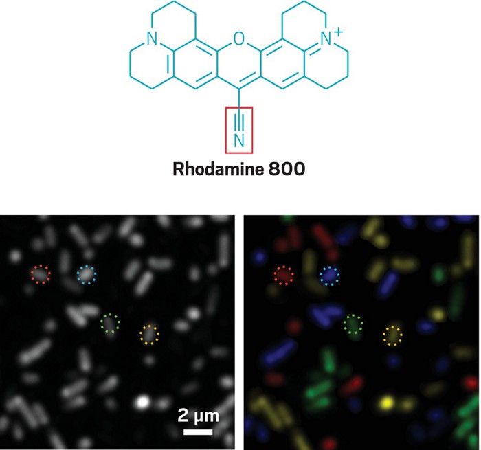Spectroscopy method combines the best of Raman and fluorescence﻿