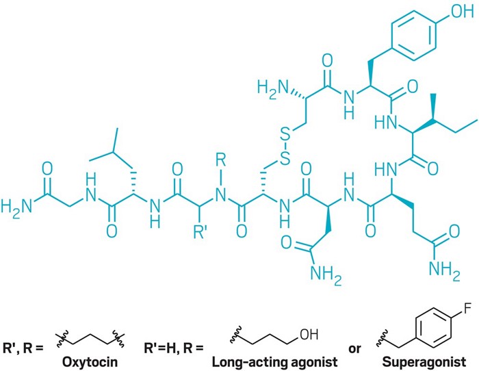 Oxytocin analogs show promise for developing drugs for social behavior