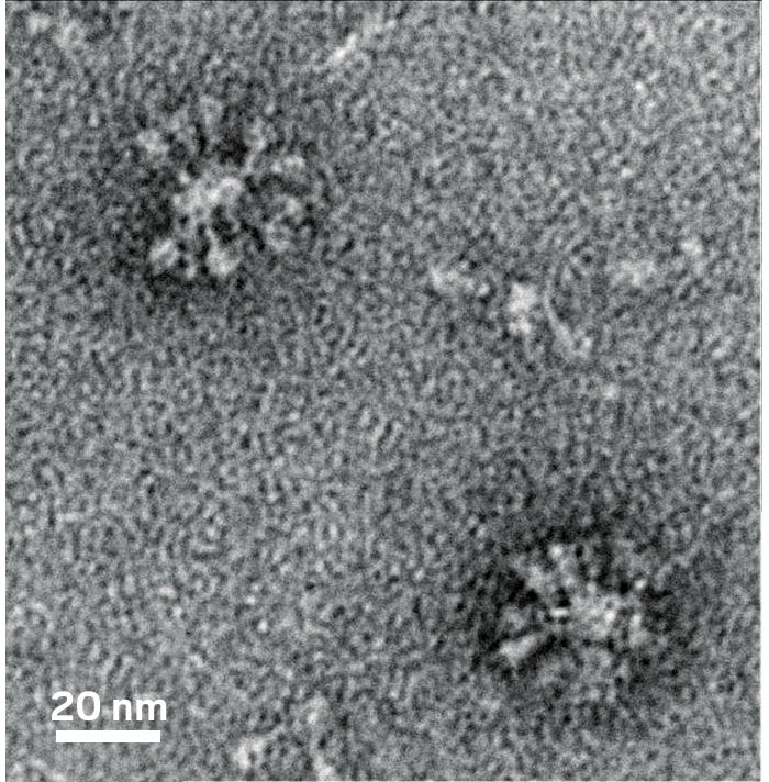 CEPI commits $384 million to Novavax's nanoparticle-based ...