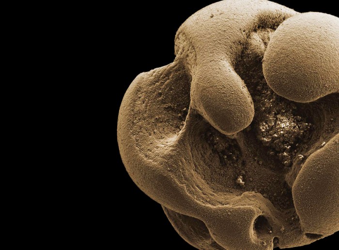 Bacteria found in an office sink expand repertoire of microbial metabolism