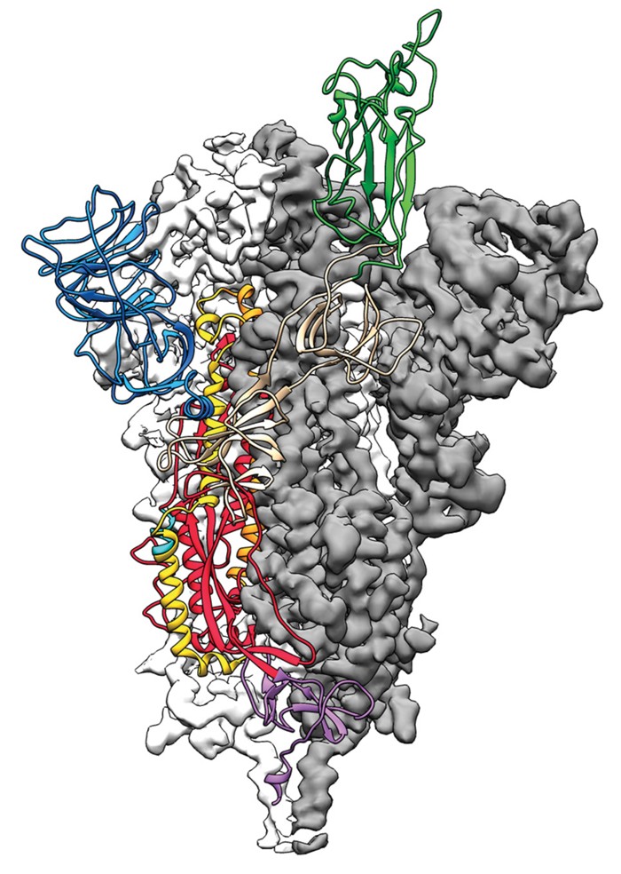 Structure of novel coronavirus spike protein solved in just weeks