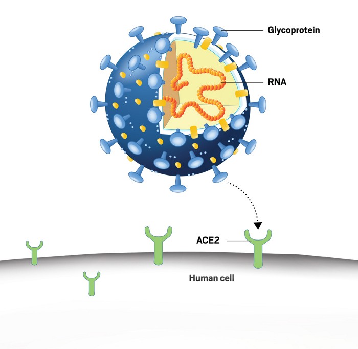 Corona Virus Cells At Work – Site Title