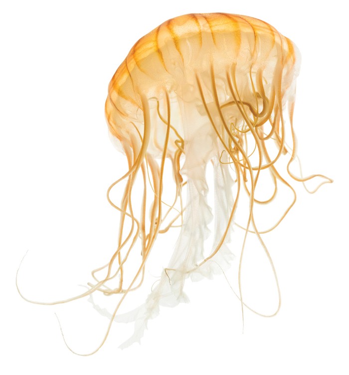 Mysterious jellyfish diet gets a fresh look
