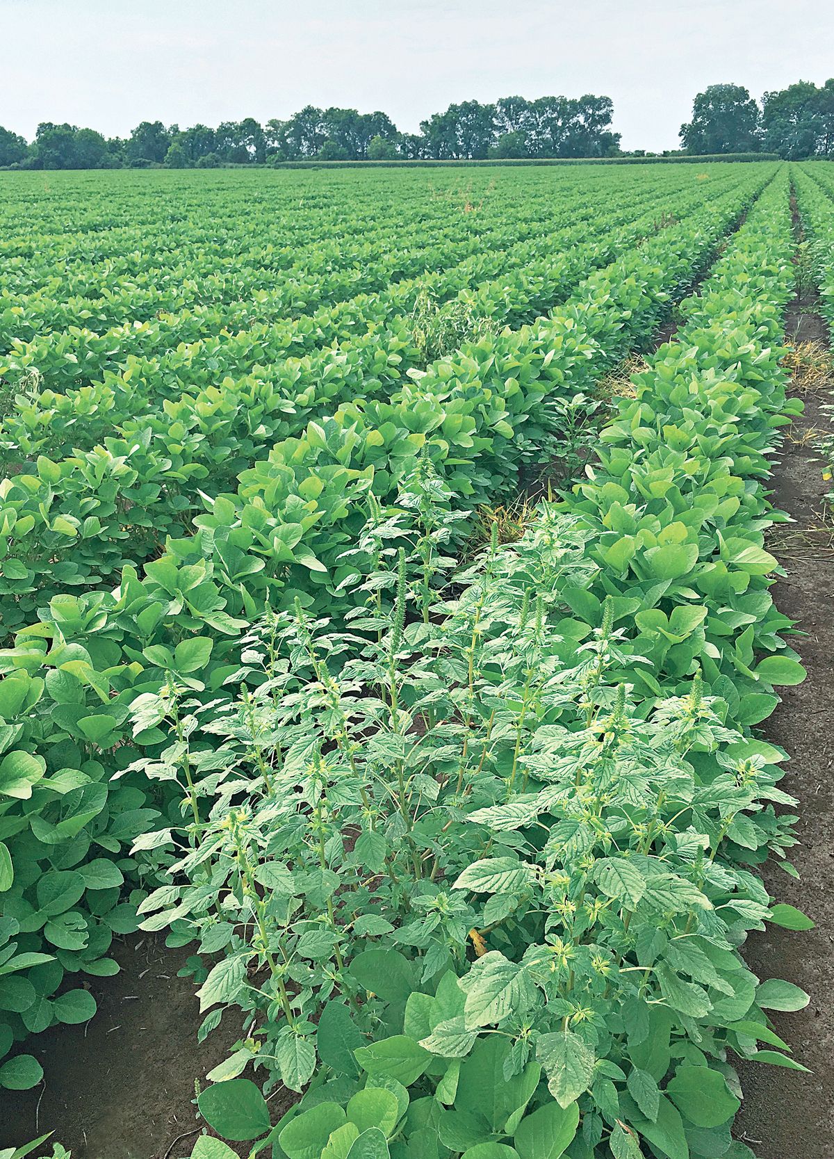 Farmers Prepare For Herbicide Shortage   09941 Buscon3 Farm 