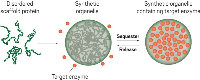 Synthetic organelles modulate cell behavior
